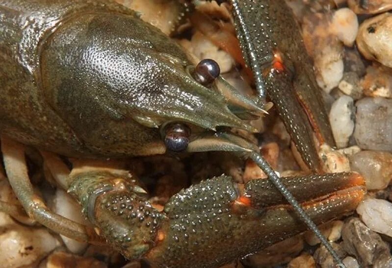 Речные раки живут. Astacus Astacus. Как выглядят рачьи Норы. Crayfish puke.