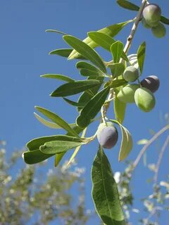 Olea europaea fruit extract