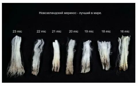 Плюсы и минусы шерсти