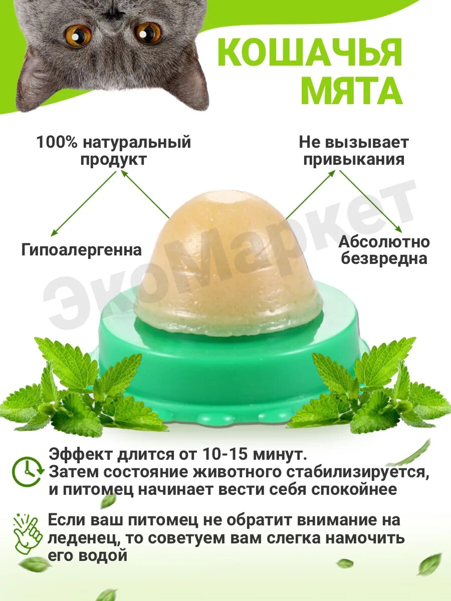 Почему котам нравится кошачья мята. Почему котам нравится кошачья мята