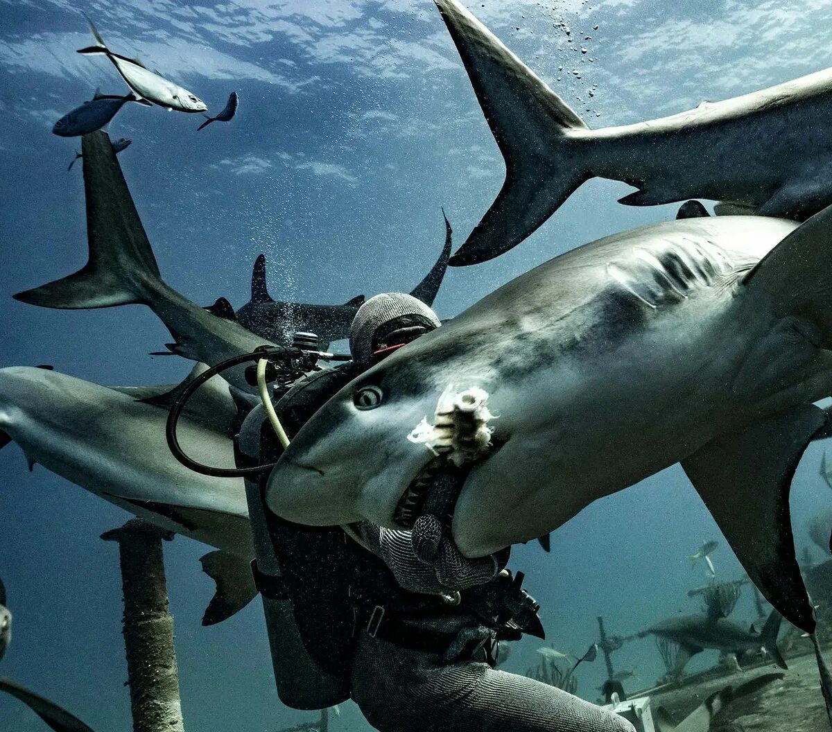 Нападение шестиглавой акулы. Стая акул.