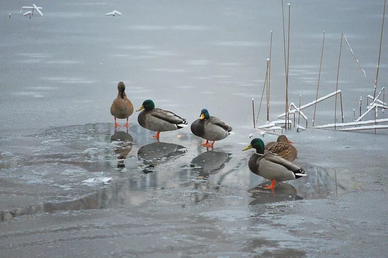 Короче прячемся утки. Тарелки декоративные утки из дерева. Утиная 16. Мужчина московское шоссе утки. Утки на прямых ногах.