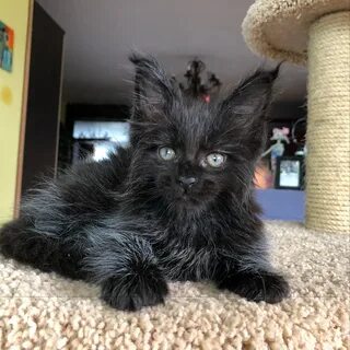 Кот с человеческим лицом