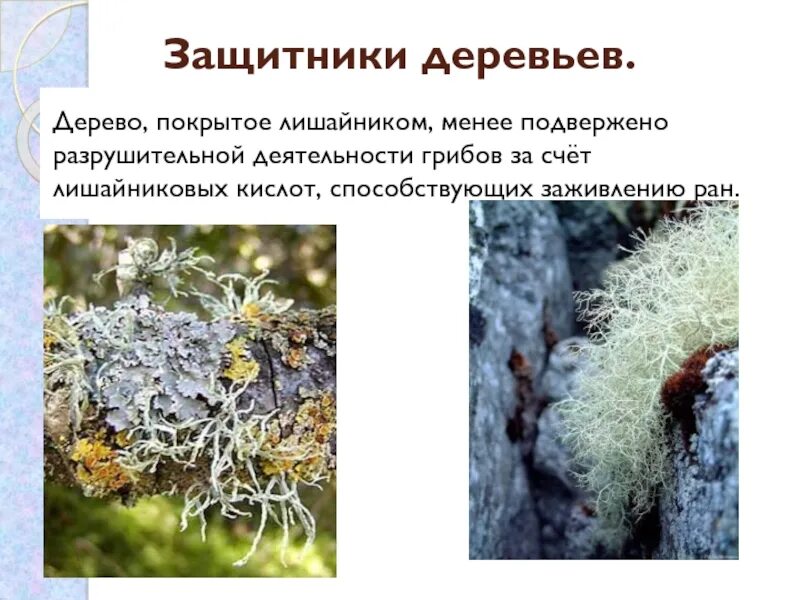 Характеристика грибы лишайники. Строение лишайников: накипные, листоватые, кустистые.. Лишайники строение питание размножение. Кустистые лишайники Якутии. Строение гриба и лишайника.