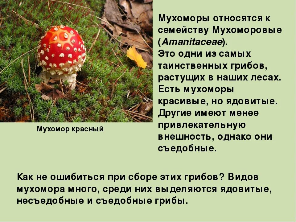 титульный лист проекта. оформление проекта по окружающему миру. проект по окружающему миру разнообразие. проект моя малая родина. проект по окружающему миру школа кулинаров.