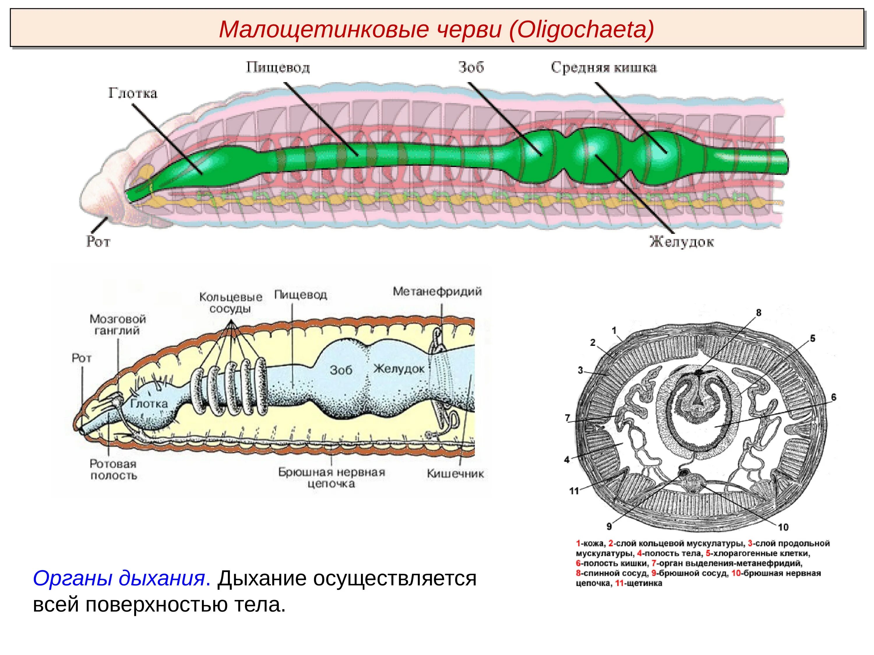 Рисунок строения червя