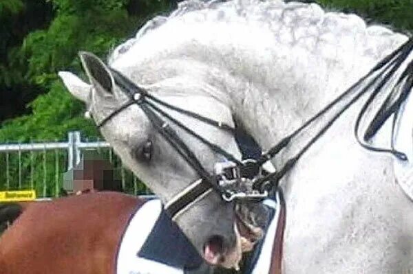 Horse Bit Images Browse 33,967 Stock Photos, Vectors, and Video Adobe Stock