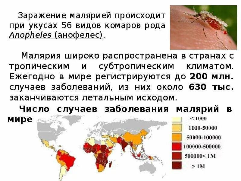 Как человек заражается малярией. Заражение малярией от человека. Происхождение заражения малярии. Заражение человека малярией происходит