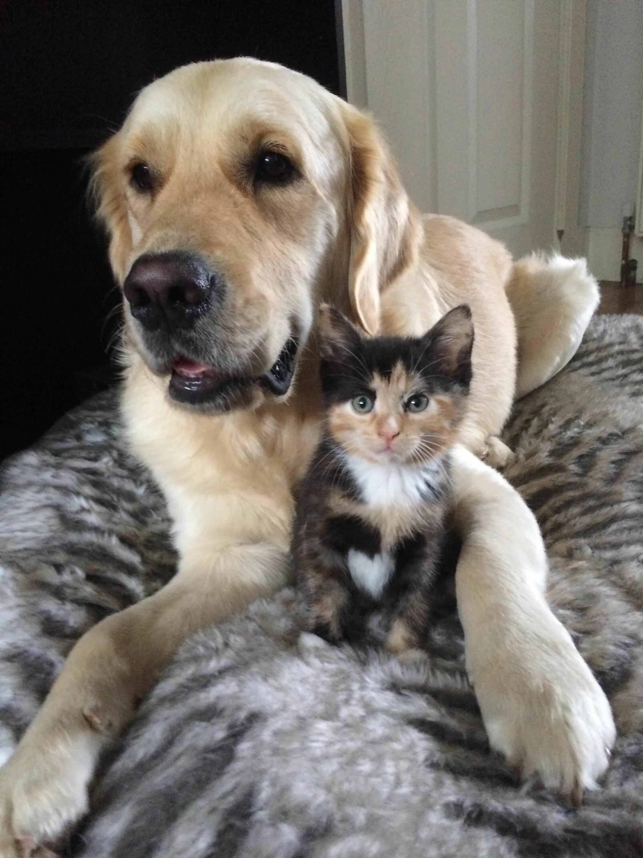 Friends for pets. Кошки и собаки. Rjireb b CJ,FRB. Кот и собака дружат. Коты и собаки вместе.
