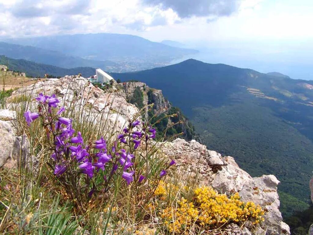 Растительный мир горного Крыма Крыма. Растительность крымских гор яйла. Крымские яйлы растительность. Ялтинский Горно-Лесной заповедник. Цветущий крым фото