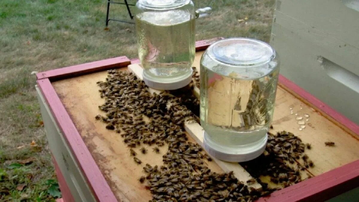 Подкормочный сироп для пчел. Подкорм пчел. Подкормка пчел. Сироп для подкормки пчел. Весенняя подкормка пчел сиропом