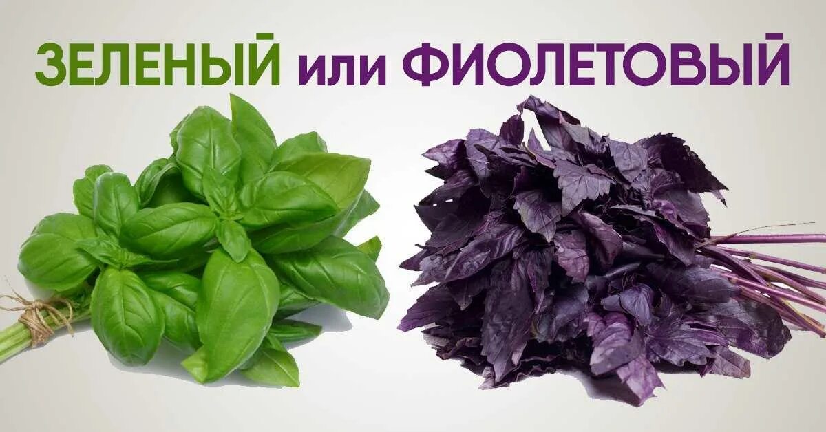 Чем отличается зеленый от фиолетового базилика. Базилик реган фиолетовый. базилик фиолетовый рози. зеленый базилик реган. базилик мелколистный сорта.