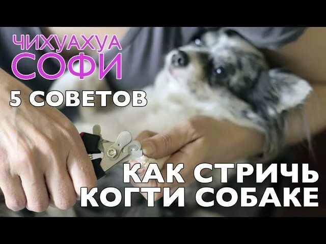 Стричь когти собаке. Подстричь когти чихуахуа. Стрижка когтей чихуахуа. Как подстричь ногти собаке чихуахуа. Собака не дает стричь