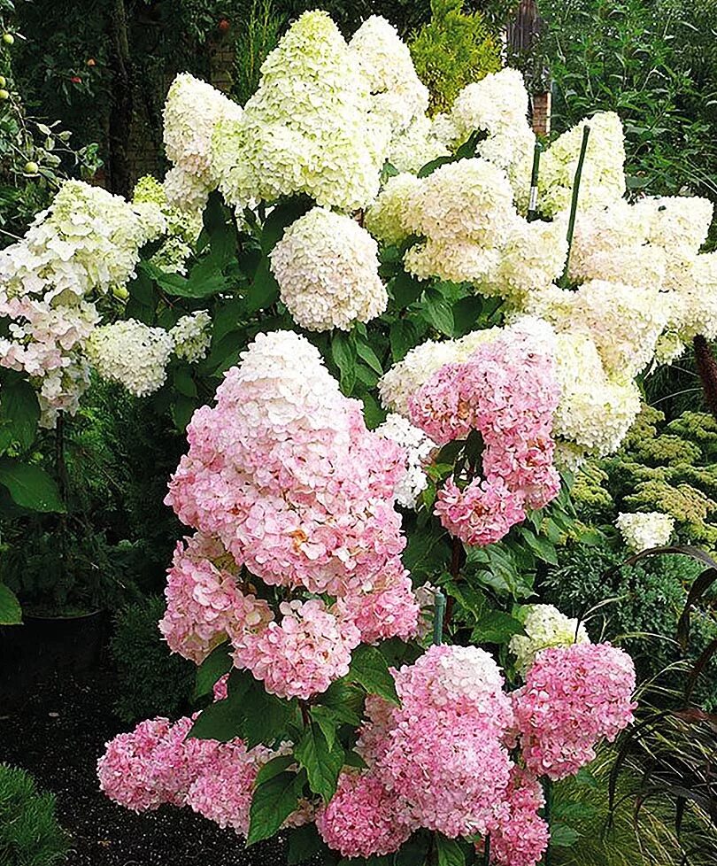 сорта гортензии метельчатой