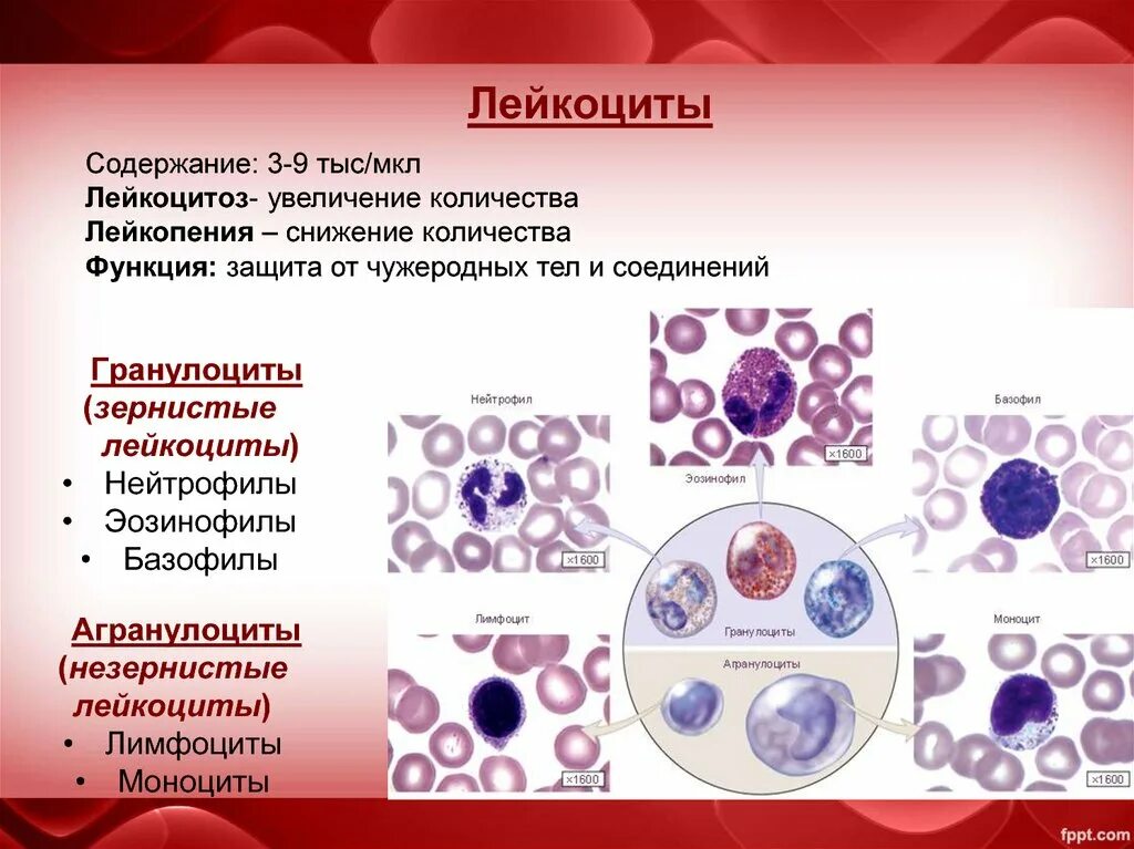 Почему могут быть повышенные лейкоциты. Агранулоциты лимфоциты моноциты. Гранулярные лейкоциты эозинофил. Лейкоциты нейтрофилы лимфоциты. Эозинофилы лейкоцитарная формула.