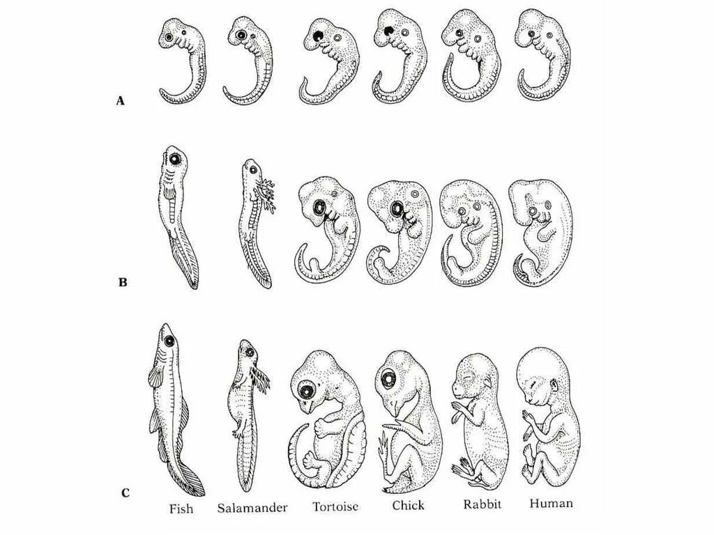 Эмбриональное развитие человека в основном. Эволюция эмбриология. Эволюционная эмбриология. 5 Ступеней эмбрионального развития животного. Филогенез человека рисунок.