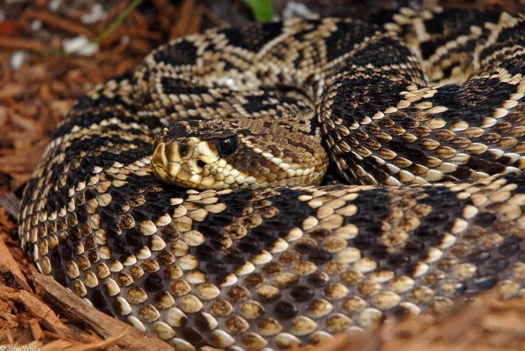 Crotalus adamanteus. Diamondback Rattlesnake. Восточная алмазная гремучая змея. Гремучник змея.