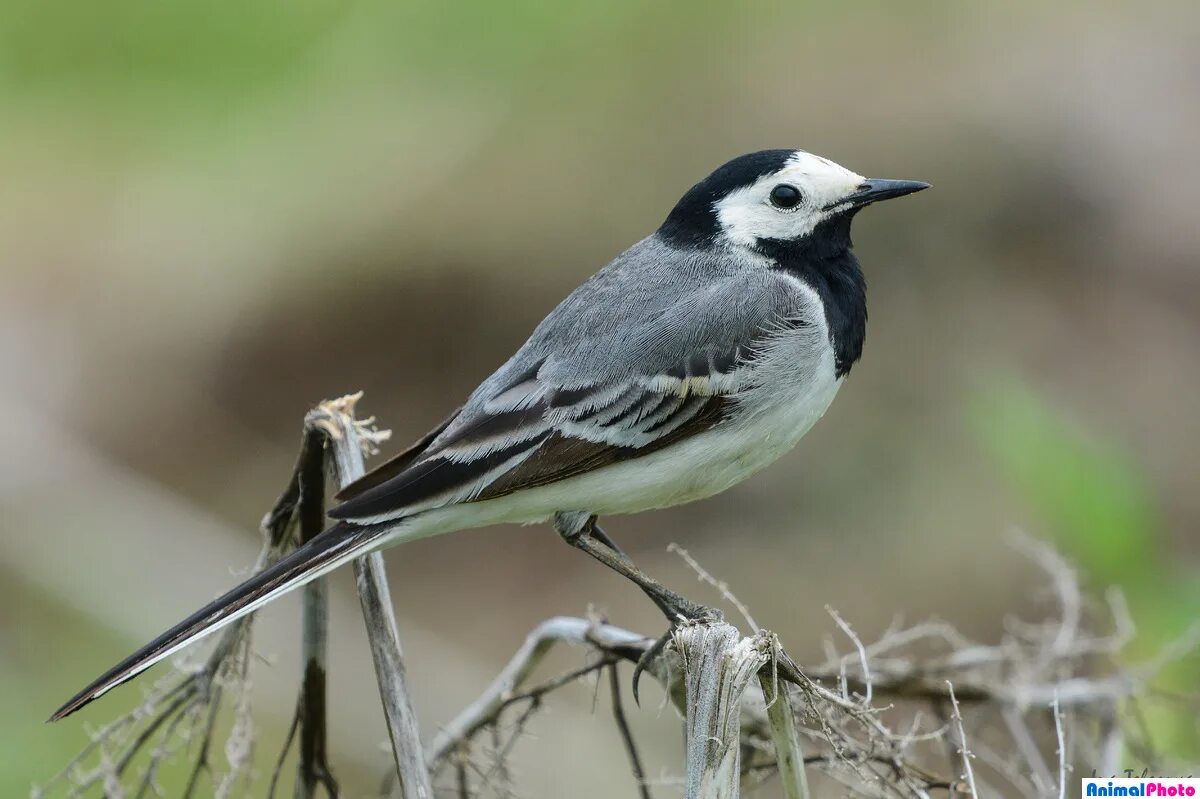 Зимняя птица похожая на трясогузку. Хохлатая трясогузка. Трясогузка к какой группе животных относится. Пегая трясогузка. Трясогузка ( глен доман).