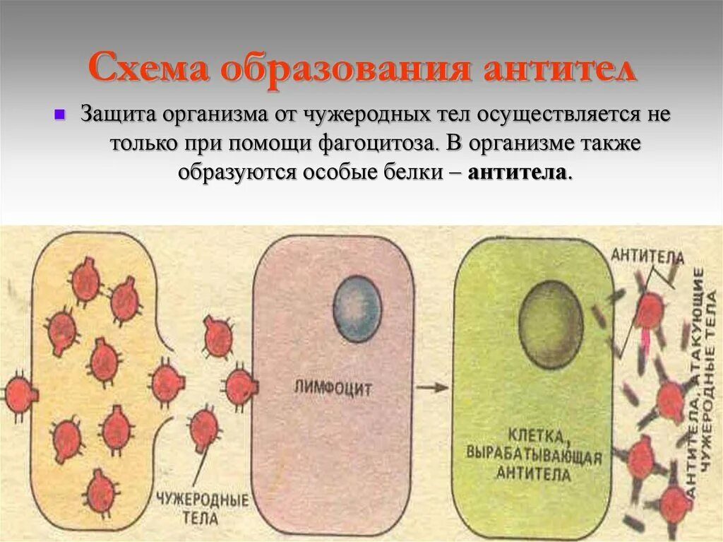 Иммуноглобулин в лимфоциты. Как образуются антитела. Образование антител. Образование антител в крови. Клетки образующие антитела.