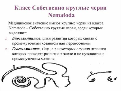 Тип круглые черви развитие