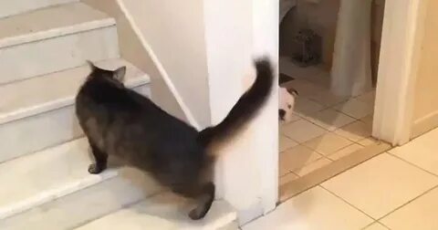 Видео где кошка