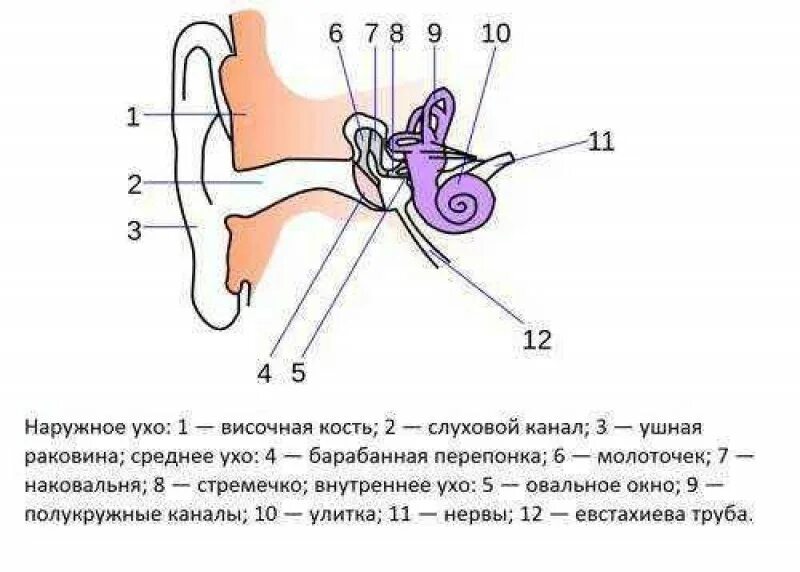 Схема строения наружного среднего и внутреннего уха. Схема среднего уха человека. Строение уха человека схема 8 класс. Строение уха человека с подписями.