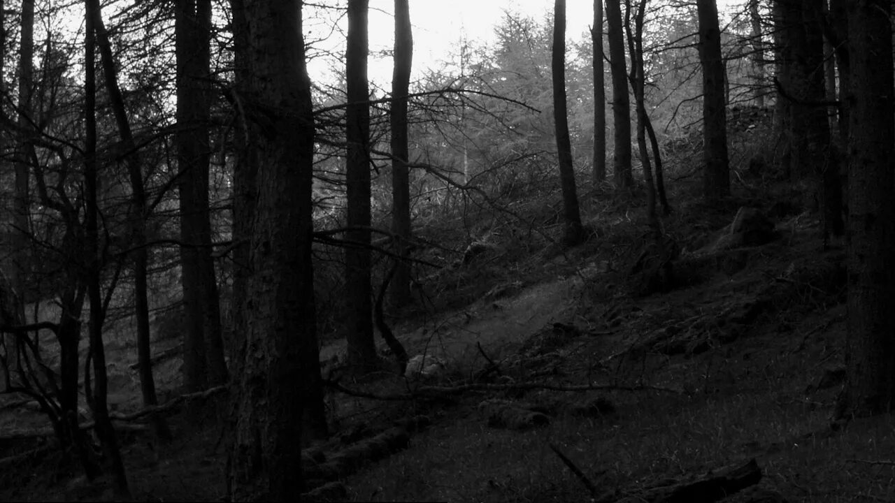Самый черный лес. Burzum Forest. DSBM лес. Black Metal лес. Темный лес Black Metal.