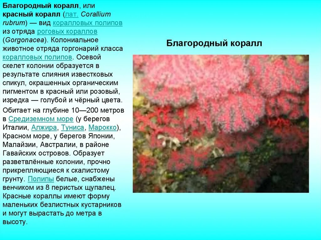 Описание коралла. Коралловые полипы красный коралл. класс коралловые полипы благородный корал. красный благородный коралл. внешний вид красного коралла.