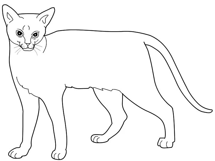 Стоящий кот рисунок
