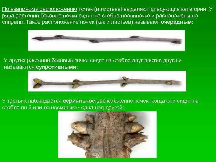 БОТАНИКА Раздел Морфология растений Почка Появление почки