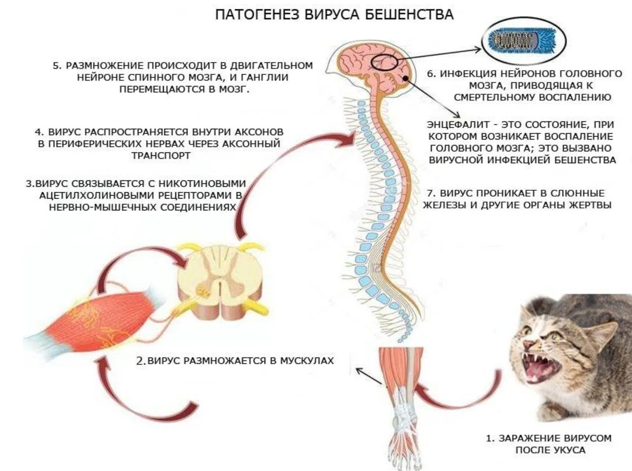 Бешенство этиология. Патогенез бешенства у человека. Патогенез бешенства схема. Схема распространения в организме вируса бешенства. Этапы патогенеза бешенства.