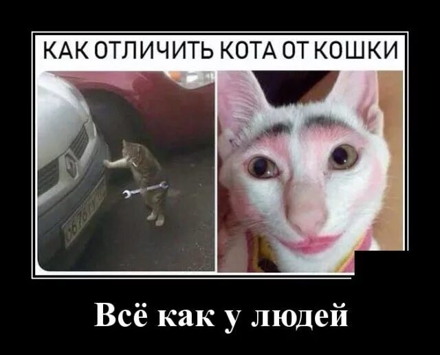 Чем отличается британская кошка от шотландской - особенности и различия пород