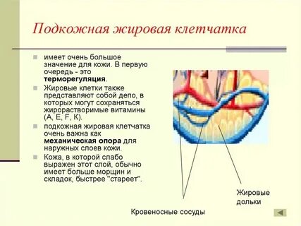 Какую функцию в организме выполняет клетчатка