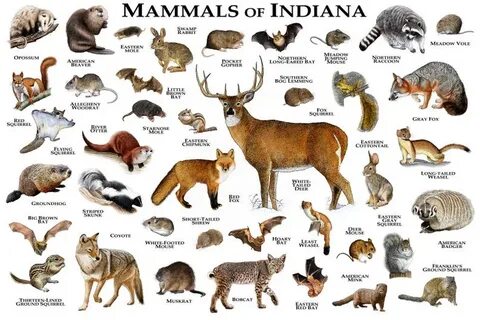 But mammals