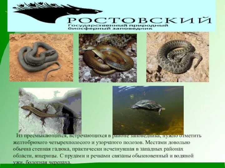 Пресмыкающиеся или рептилии рептилии. Пресмыкающиеся рептилии 3 класс окружающий мир. Прыткая и живородящая ящерицы. Амфибии рептилии земноводные. Разнообразие пресмыкающихся.