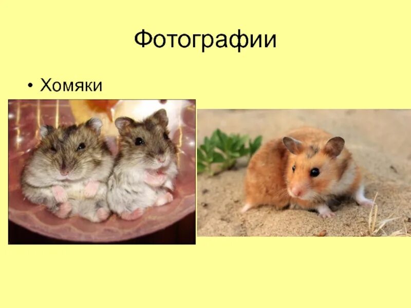 Породы хомяков с фотографиями Хомяк какой вид