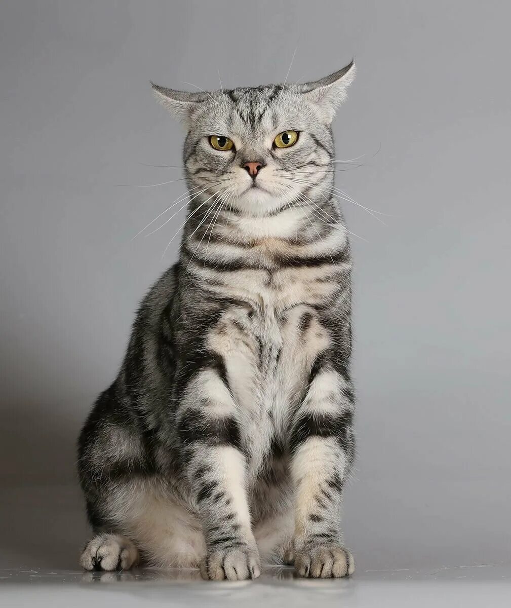 Порода кошек 6. Европейская короткошерстная табби. Американская короткошёрстная кошка. Американская короткошерстная табби. Американская короткошерстная. Короткошерстная кошка.