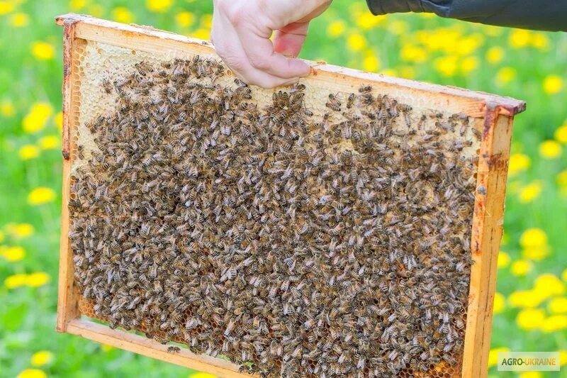 Купить семью пчел. Пчелопакеты. Четырех рамочные пчелопакеты. Здоровая пчела. Пчелиные матки Карпатской породы.