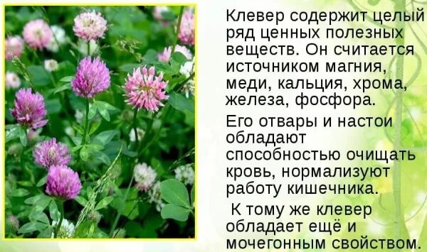 Клевер луговой польза. Клевер Луговой лекарственные. Клевер Луговой в народной медицине. Клевер лечебные свойства. Клевер розовый.