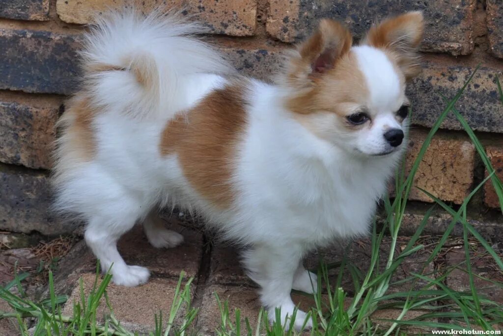 Чау хуа. Чихуахуа мини. Порода собак чихуахуа. Чихуахуа короткошерстные щенки шоколад. Порода собак чихуахуа чихуахуа.