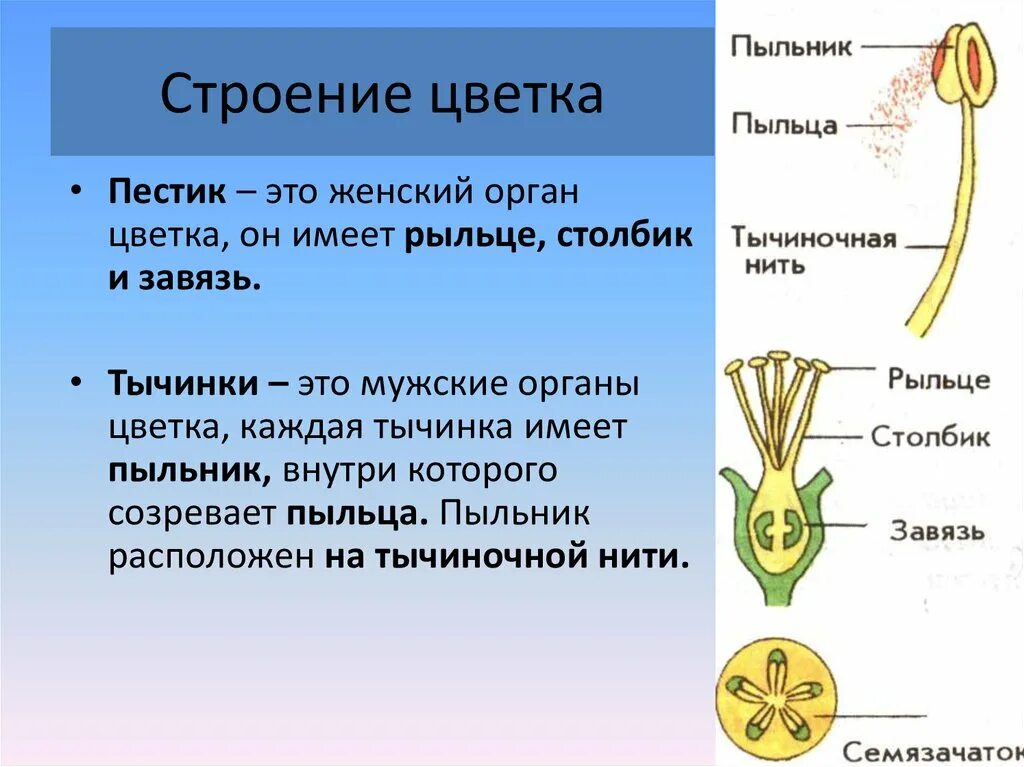 Функции цветка кратко. Функция пыльника у цветка. головчатое строение рыльца пестика. строение тычинки. строение цветка.