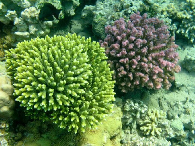 Coral 6. Коралл аккабар. Коралловый риф. Кораллы сверху. Корал фото.