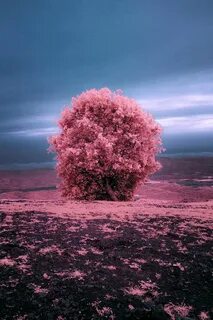 Природа в розовом цвете