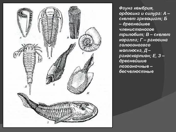 Кембрийский ордовикский силурийский. Ордовик бесчелюстные. Ордовик беспозвоночные. Кембрийский период. Возникновение беспозвоночных