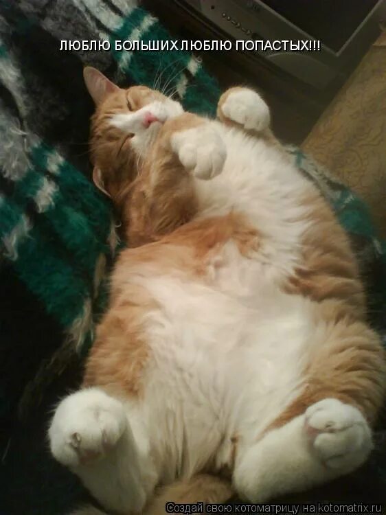 мота мота и глория. мадагаскар люблю больших люблю попастых. люблю больших люблю. люблю попастых текст. герои мадагаскара мото мото.