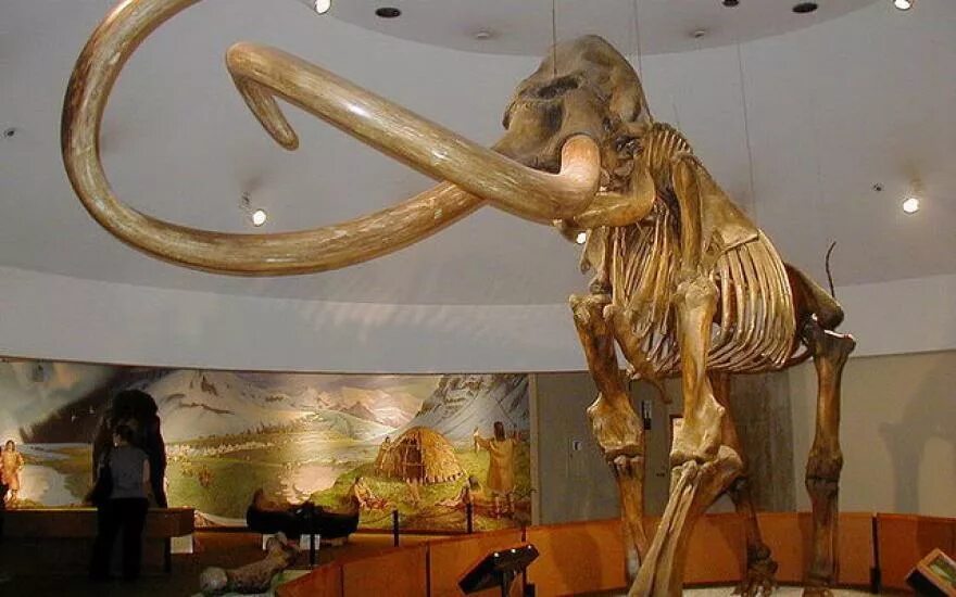 Существовали ли мамонты. Дарвиновский музей шерстистый мамонт. columbian mammoth колумбийский мамонт. скелет колумбийского мамонта. мамонты вымерли.
