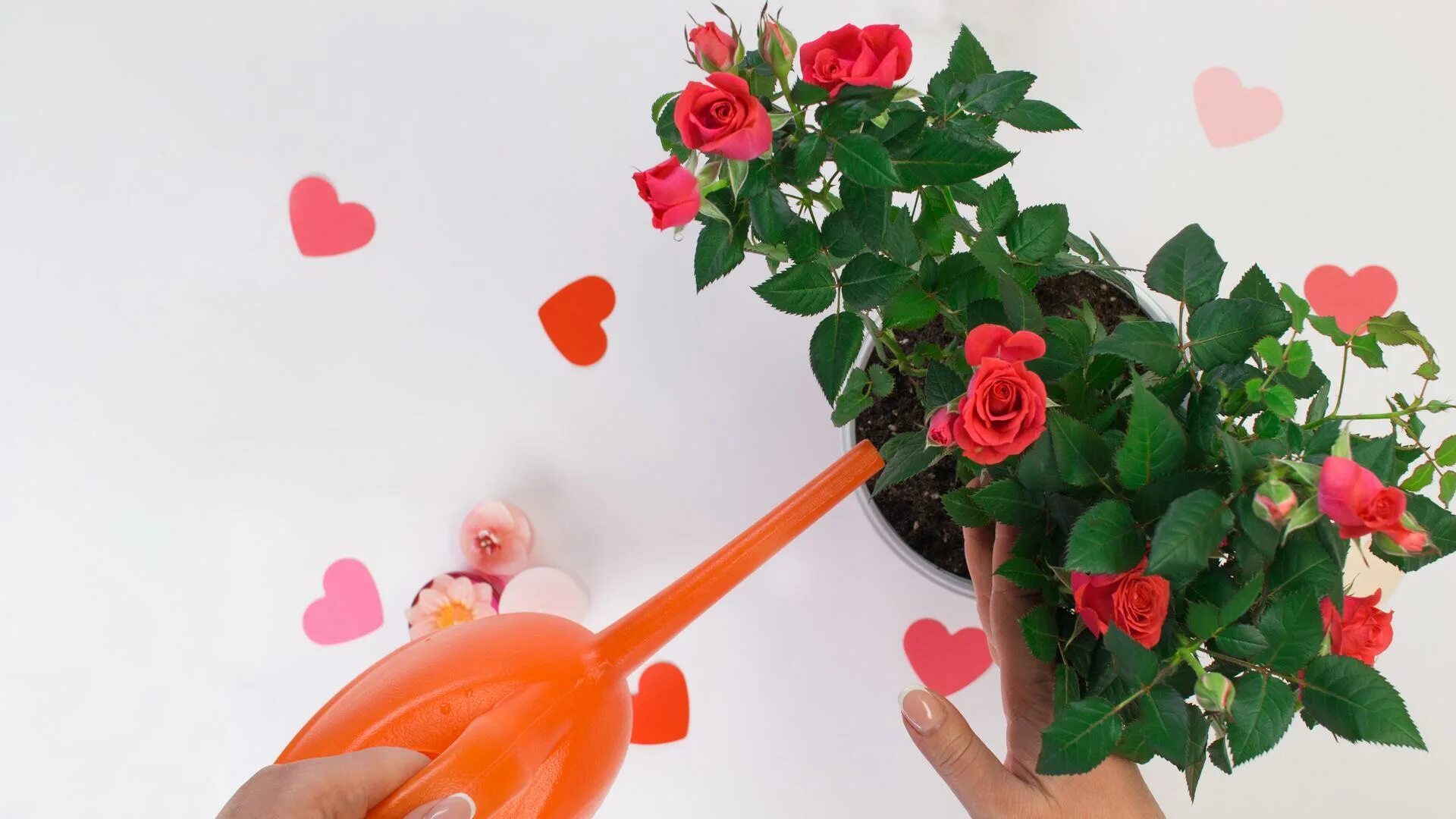 Подкормка роз. Опрыскивание роз. Полив розы корданы в горшке. 25 л) gardena 00814-20. Опрыскивание комнатных растений.