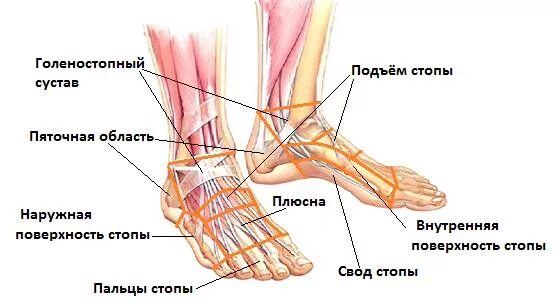 Болит стопа сверху. Болит стопа сбоку с внешней стороны. сильно болит стопа с внешней стороны сбоку. болит ступня ноги сверху сбоку. боли в стопе ноги сбоку с наружной стороны.