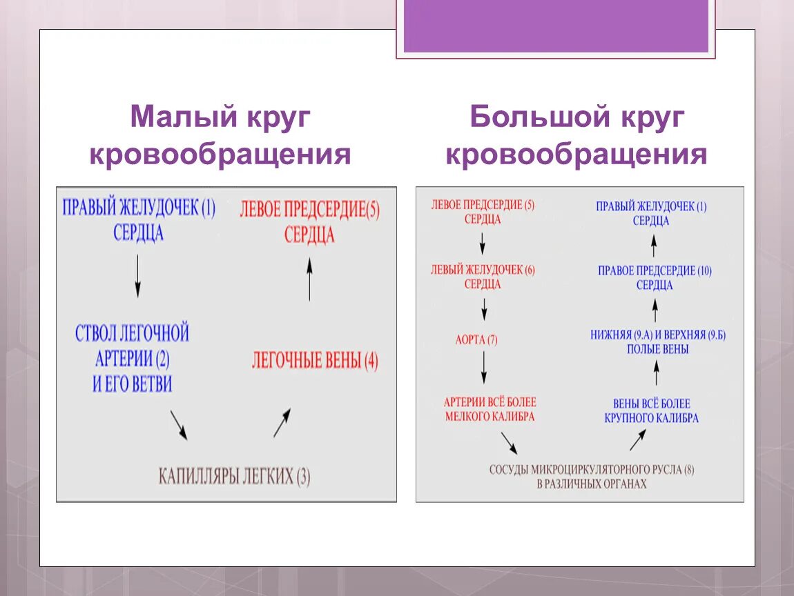 Таблица по биологии 8 класс круги кровообращения. Круги кровообращения схема по биологии 8 класс. Схема малый круг кровообращения человека 8 класс биология. Малый и большой круг кровообращения человека таблица. Таблица малого круга кровообращения