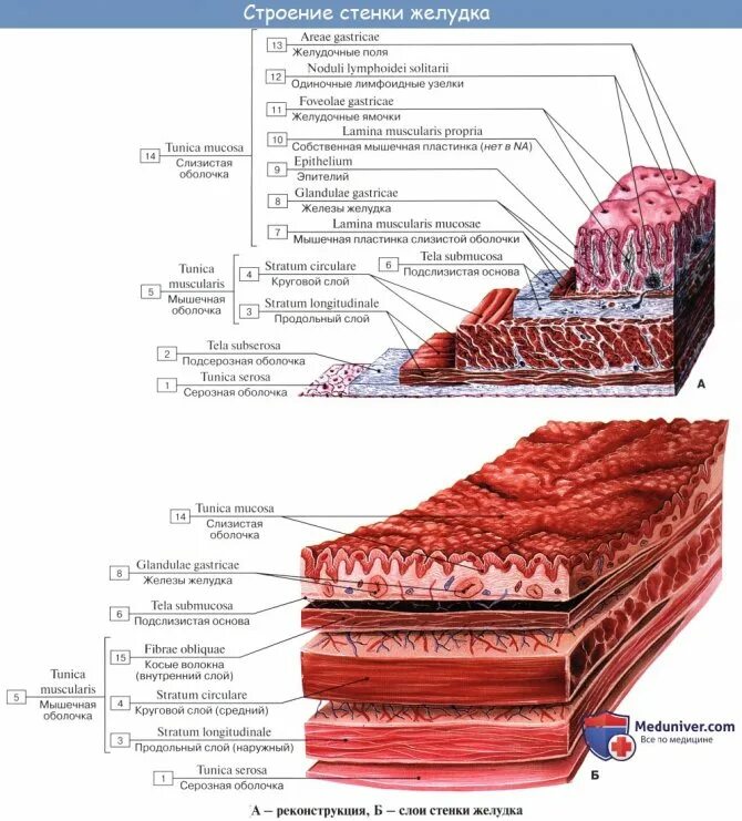 Слизистая оболочка желудка строение. Слои серозной оболочки желудка. Строение стенки желудка слои. Слизистая оболочка желудка анатомия. Слизистый на латинском